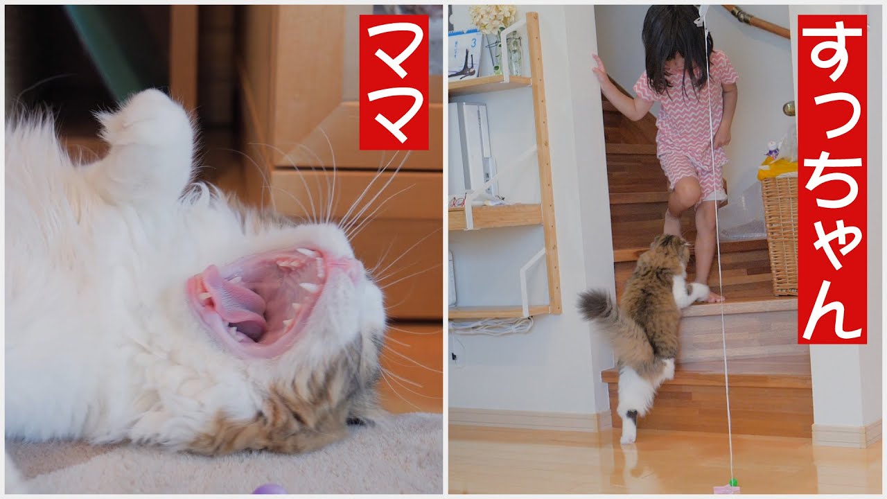のんびり猫のママへと子供への態度の違いが露骨です