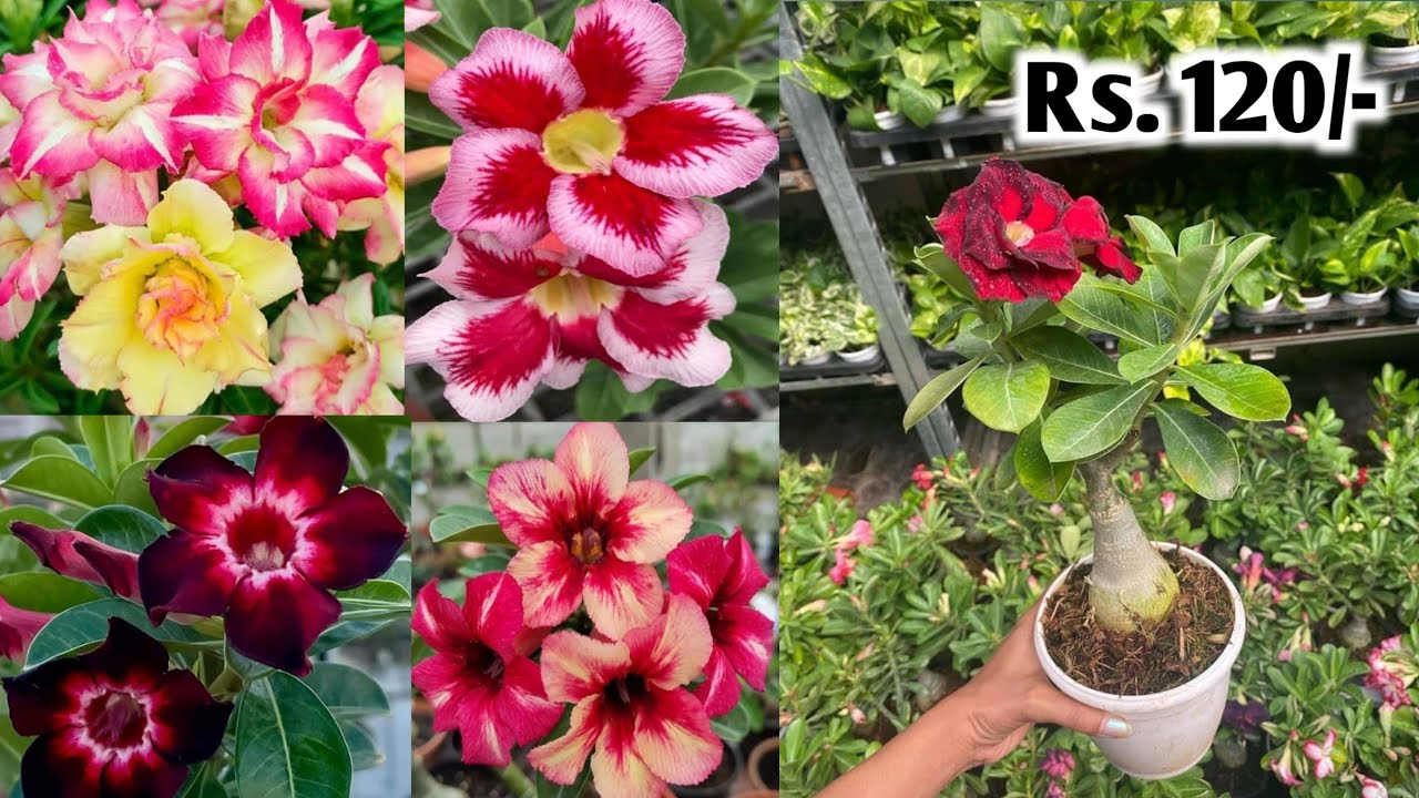 Wholesale Adenium online sale from Kolkata nursery Horticultureking 9062334424