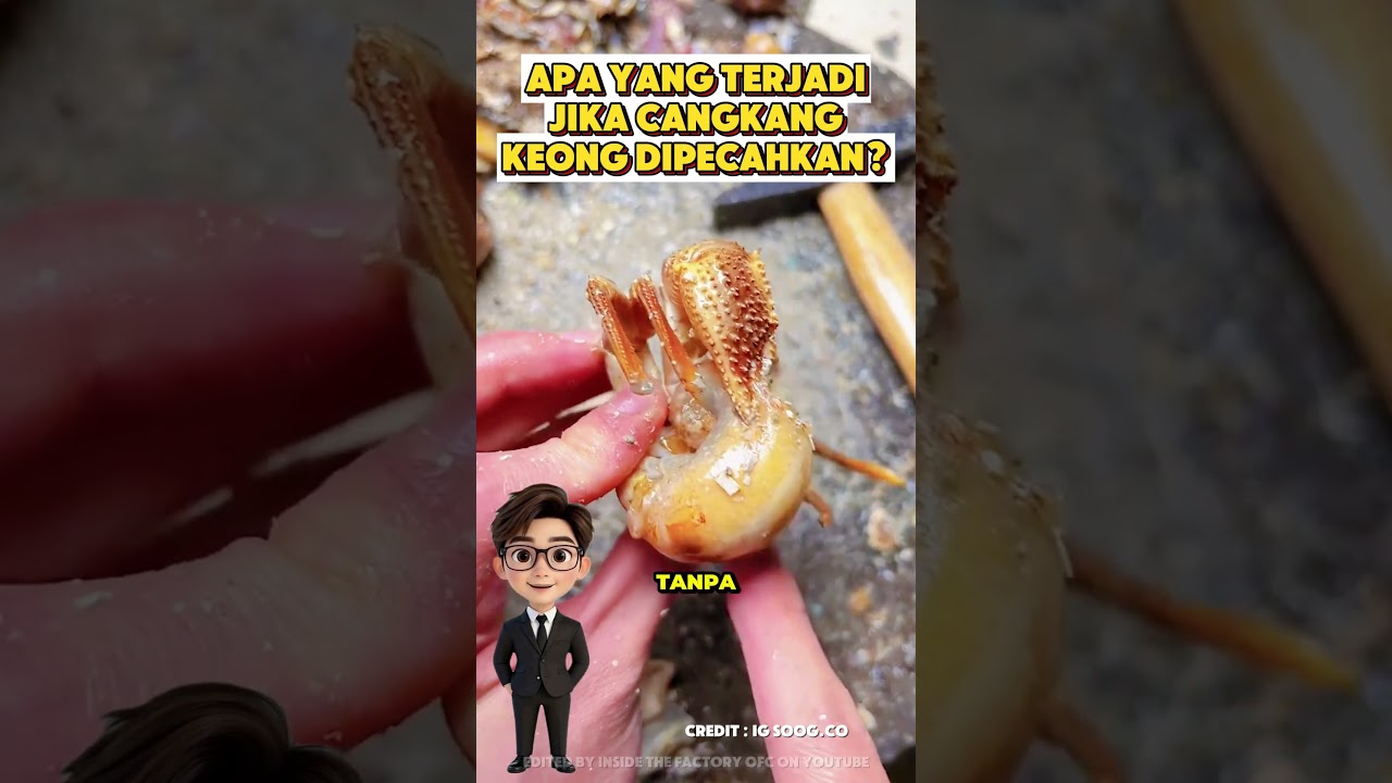 NEKAT! Pria Ini Pecahkan Cangkang Keong‼️#shorts #viralvideo