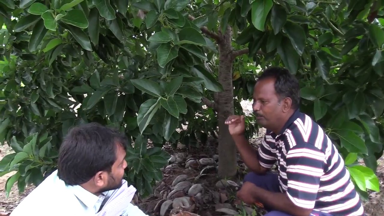 Butterfruit/indian's best butterfruit /organicfarming
