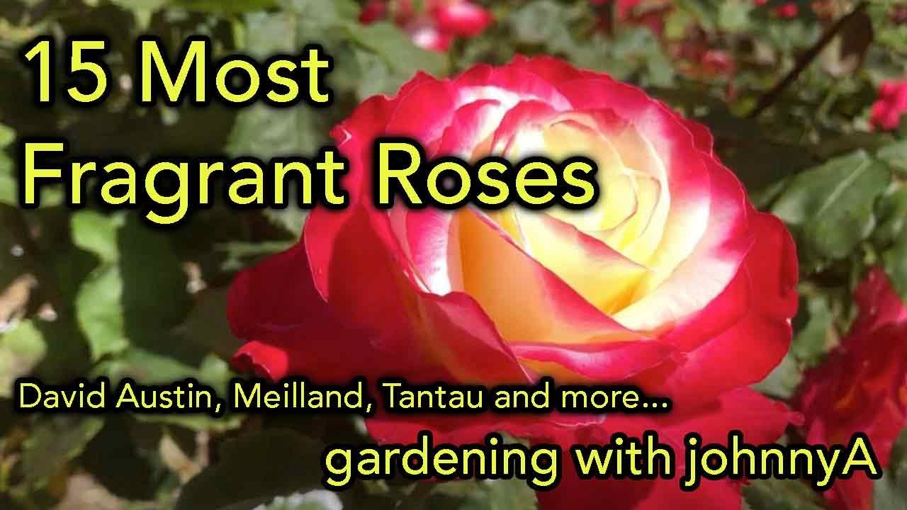 15 Most Fragrant Roses - David Austin, Meilland, Tantau and others