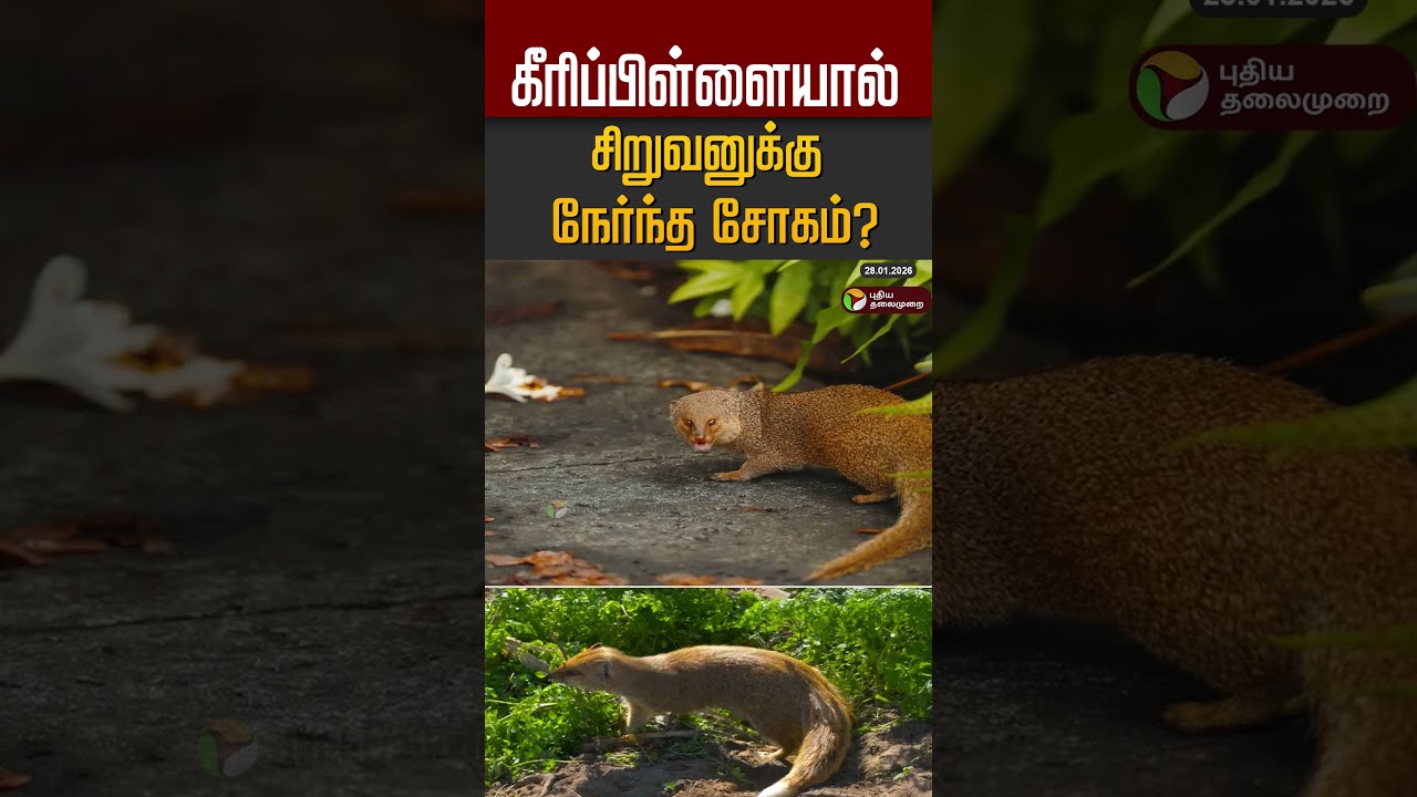 கீரிப்பிள்ளையால் சிறுவனுக்கு நேர்ந்த சோகம்? #shorts