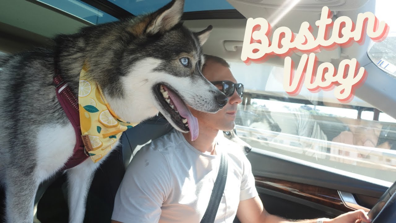 The Ultimate Dog Day in Boston with our Huskies! (Boston Vlog)