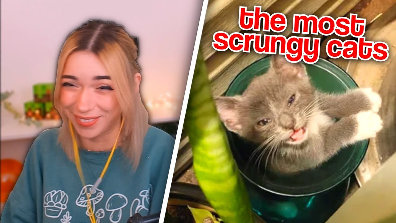 I Rated The Scrungiest Cats On Reddit!