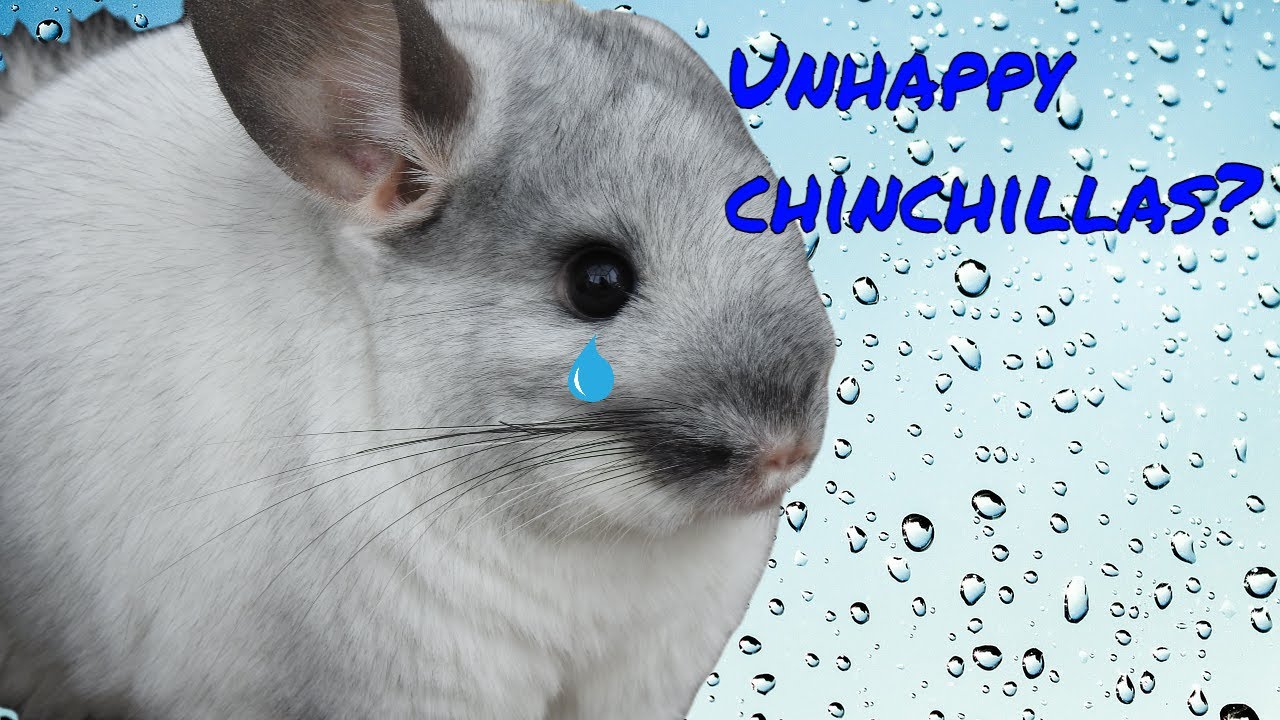 Signs that your chinchillas are unhappy/stressed (and how to fix it)
