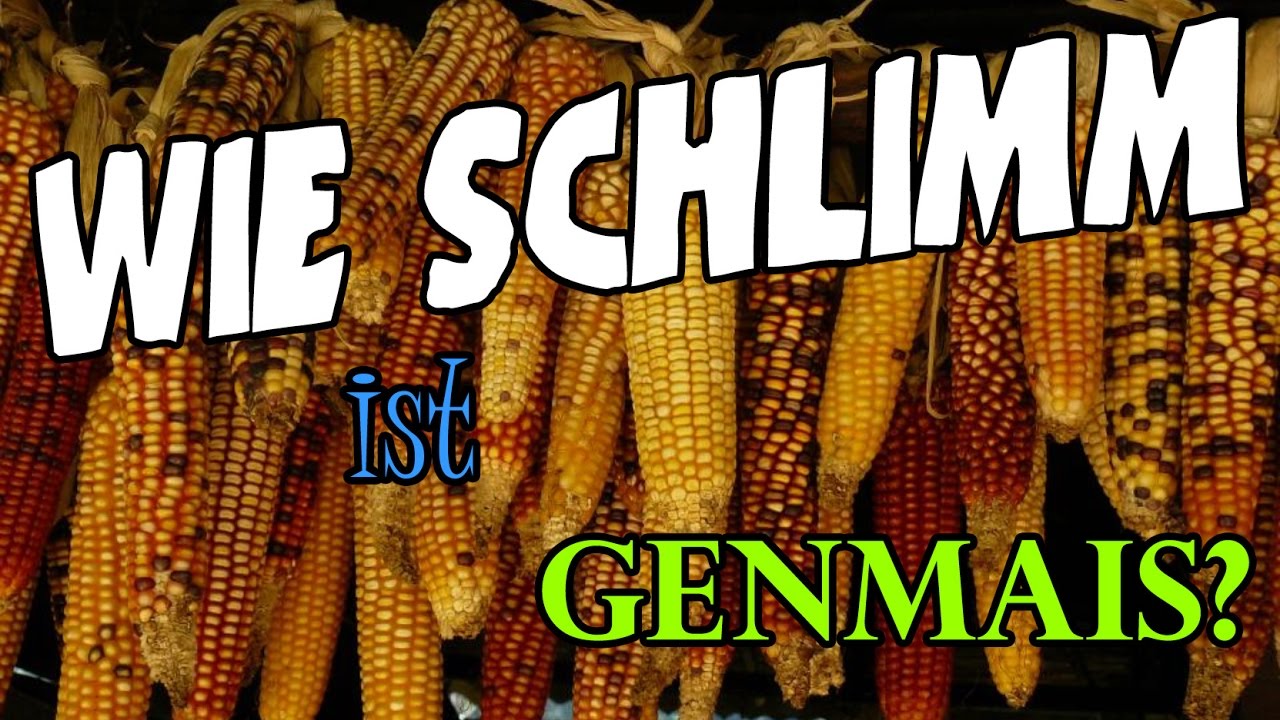 Gentechnik bei Lebensmitteln. Wie sich viele Menschen bei GENMAIS selbst bel&uuml;gen!