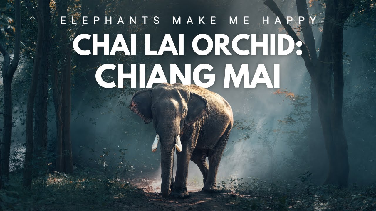 Elephants Make Me Happy: Chai Lai Orchid, Chiang Mai, Thailand