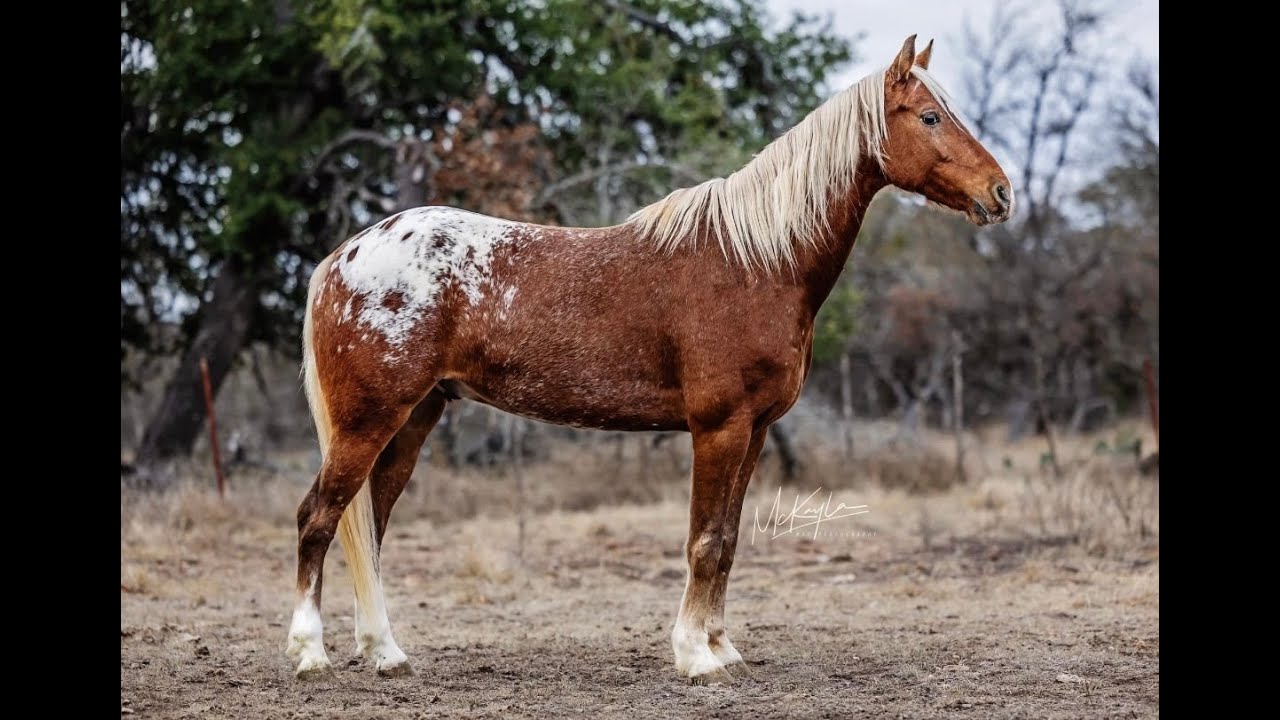*** CONFETTI ***  7 year old extremely eye catching TRICK TRAINED Appaloosa gelding!!!
