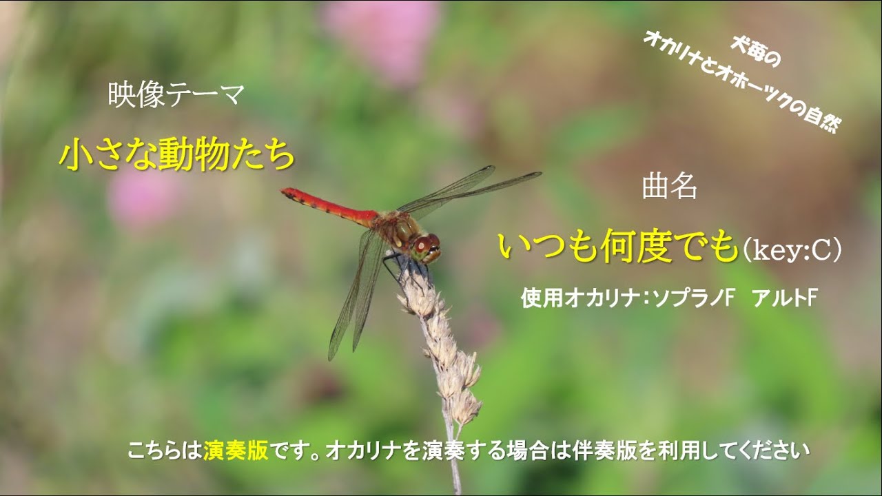 いつも何度でも(小さな動物たち)演奏