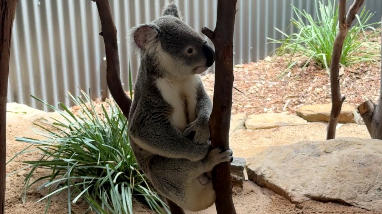 Minimal effort, maximum contemplation | Australian Koala Wildlife