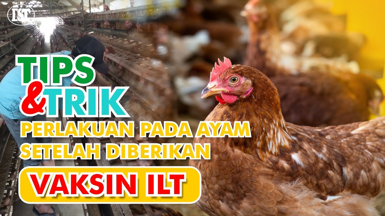 TIPS & TRIK PERLAKUAN KEPADA AYAM SESUDAH DIBERIKAN VAKSIN ILT