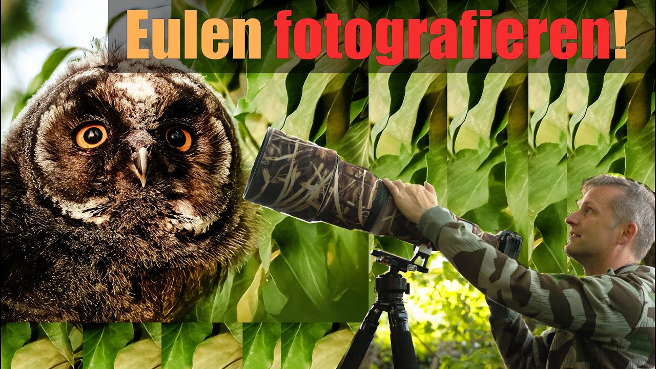Wie findet man Eulen? Eulen fotografieren! 📷