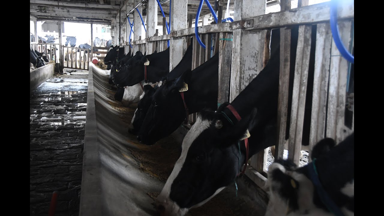 Sistemas de alta tecnología garantizan calidad de la leche en Ecuador
