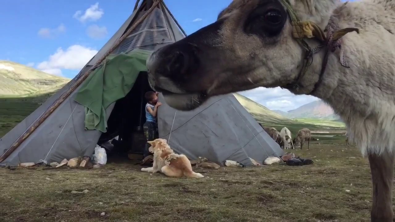 Tsataan - reindeer herders of Mongolia (Trans Mongolian route)