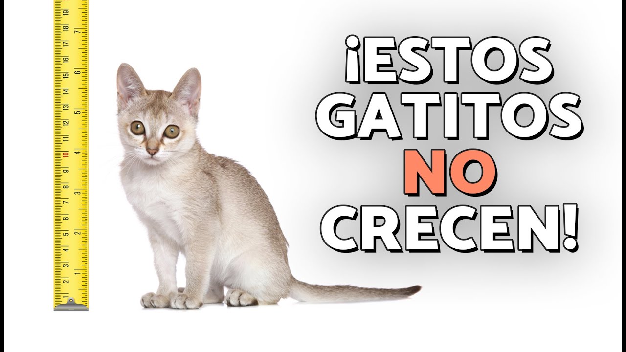 TOP 10 de RAZAS de GATOS más PEQUEÑOS 🐈🔎 ¡Estas son las RAZAS de GATOS PEQUEÑOS que NO CRECEN!