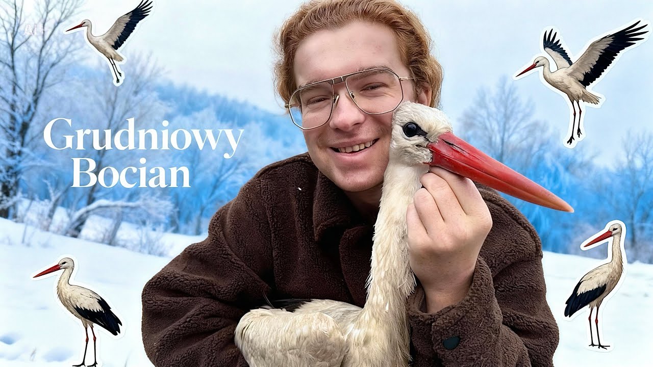 GRUDNIOWY BOCIAN