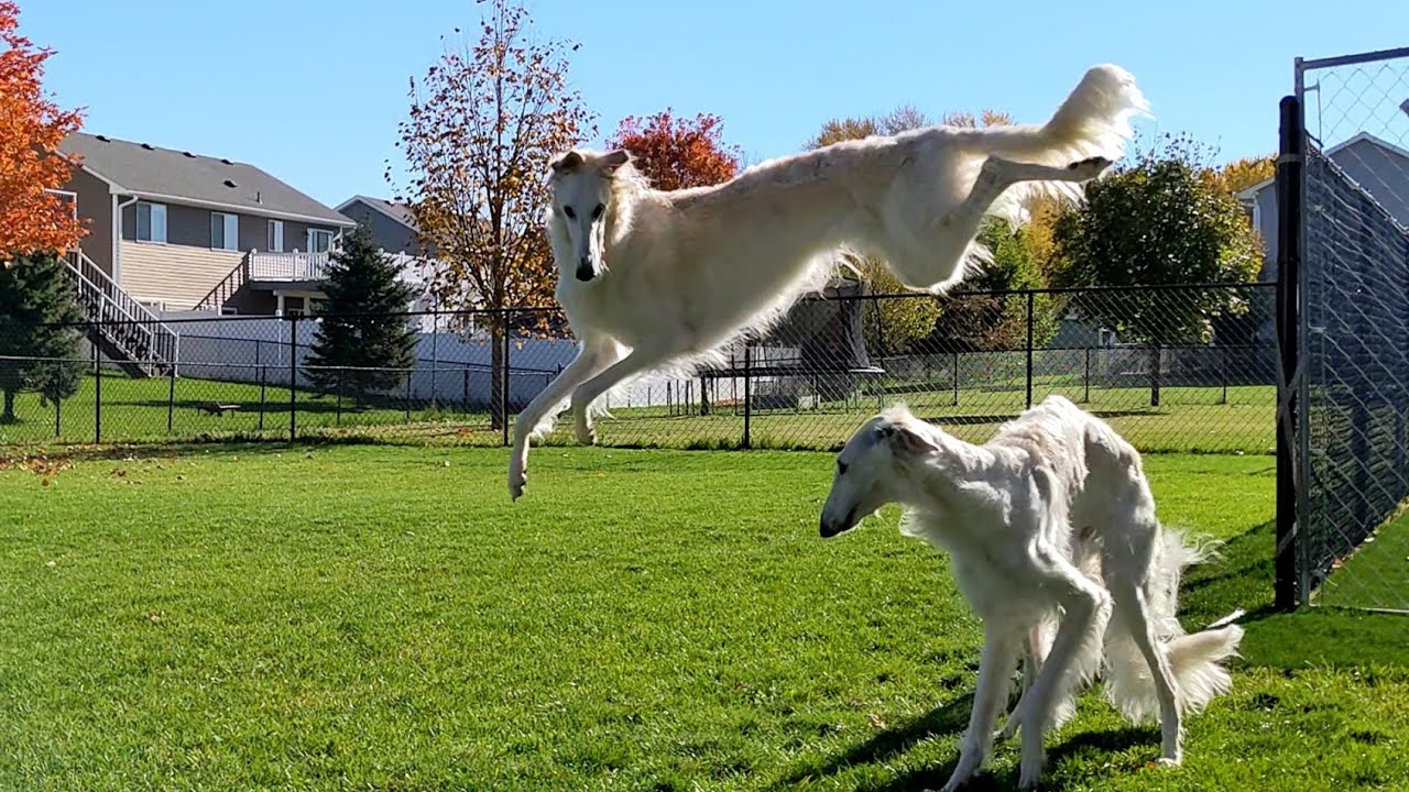 Lucy's crazy jump