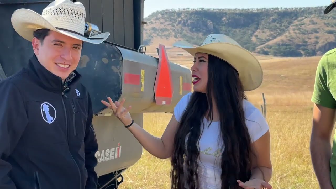 Royos de Zacate como pastura para las vacas 🐮