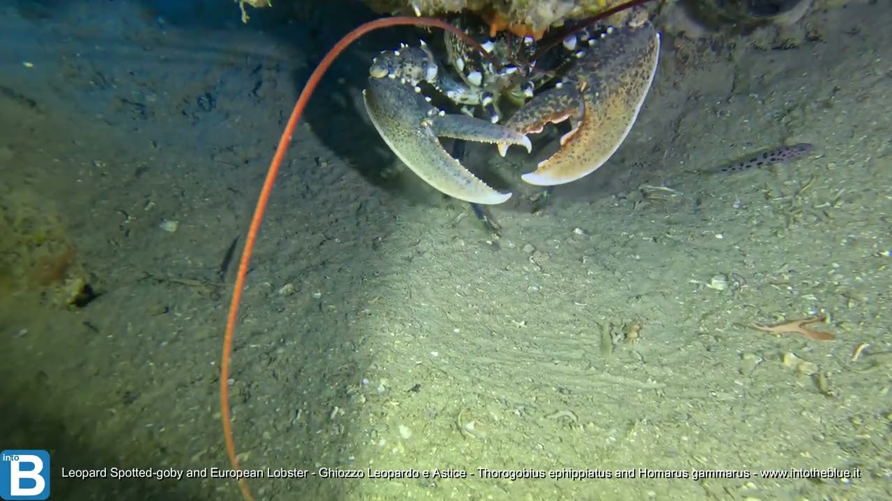 Leopard Spotted-goby and European Lobster - Thorogobius ephippiatus and Homarus gammarus