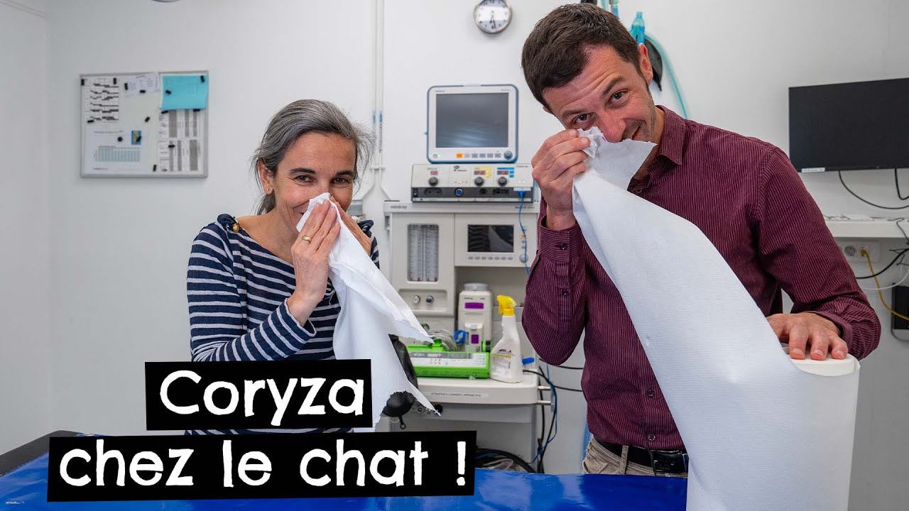 Coryza chez le chat ! 🐱