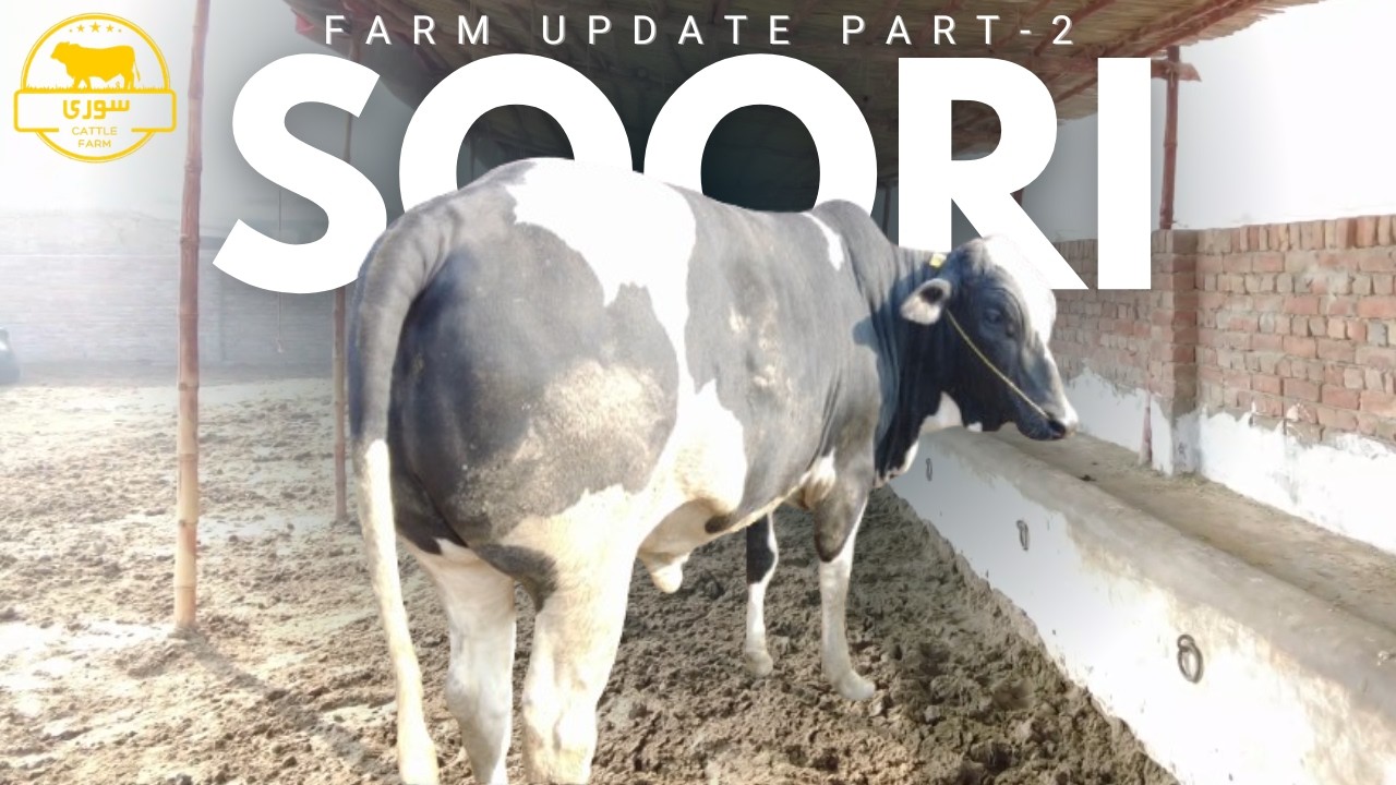 IS THIS THE BEST FARM IN PAKISTAN | SOORI CATTLE FARM TOUR & QURBANI 2026 | VLOG 27 PART-2