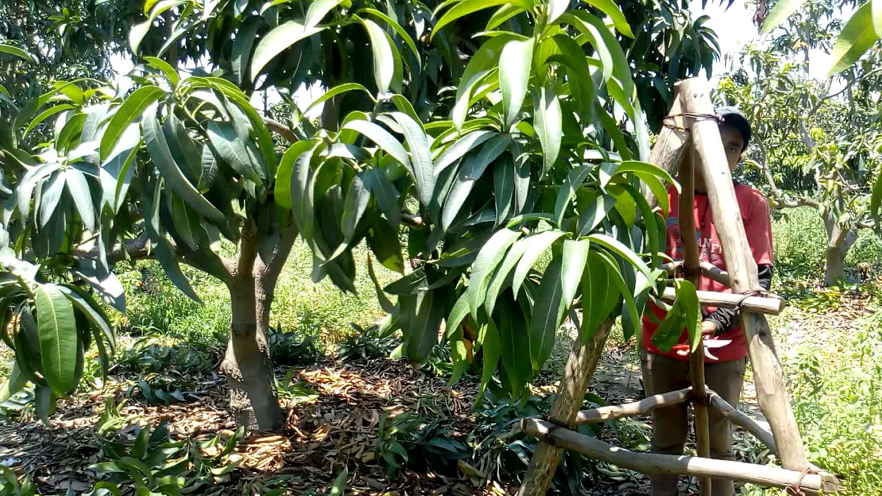 PODA EN MANGO KENT. 2019.