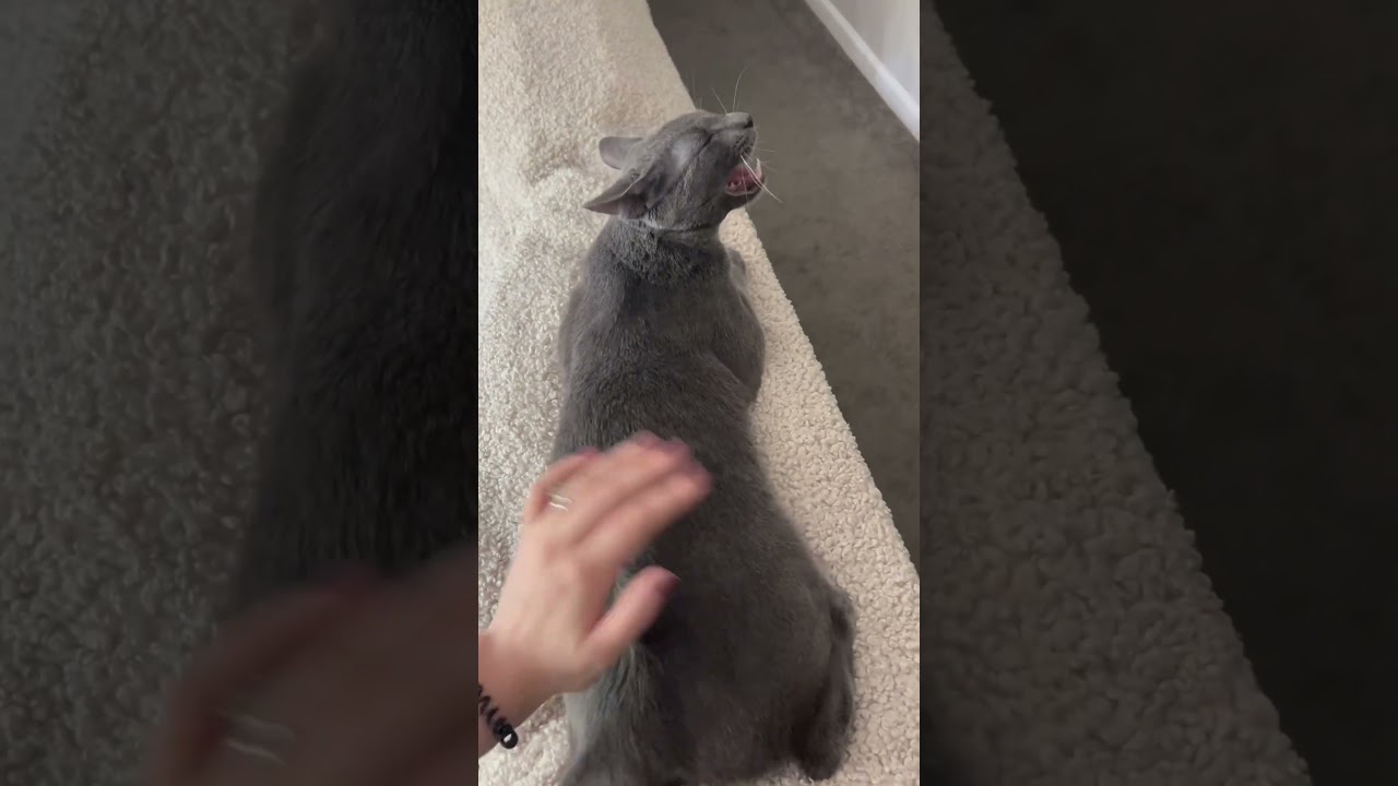 What kind of kink is this?👀🐾 Is it normal??#FunnyCats #WeirdPets #CatBehavior #PetHumor #LOL