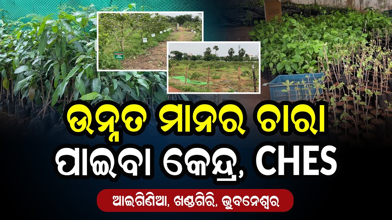 ଉନ୍ନତ ମାନ ର ଚାରା  ପାଇବା କେନ୍ଦ୍ର,CHES, ଆଇଗିଣିଆ, ଖଣ୍ଡଗିରି, ଭୁବନେଶ୍ୱର