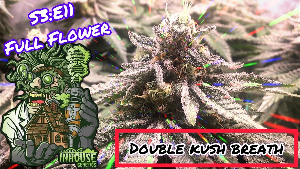 Seed to Harvest - In House Genetics