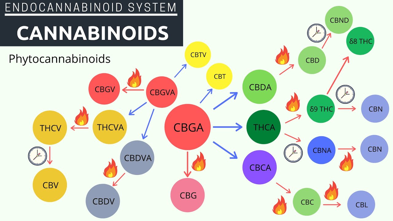 What are Cannabinoids? Let's Discuss Them and How They are Made #thc #cbd #terpenes