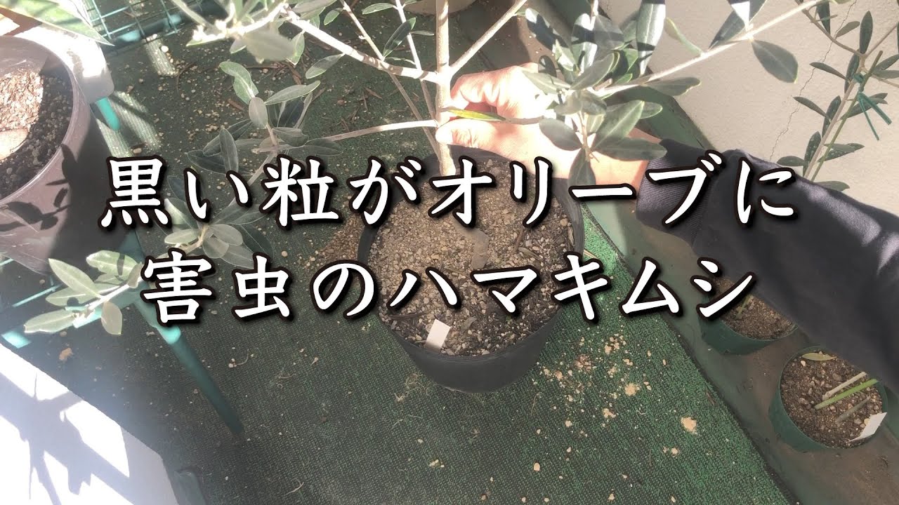 【オリーブの木】害虫のせいで枝先に黒い粒がいっぱい