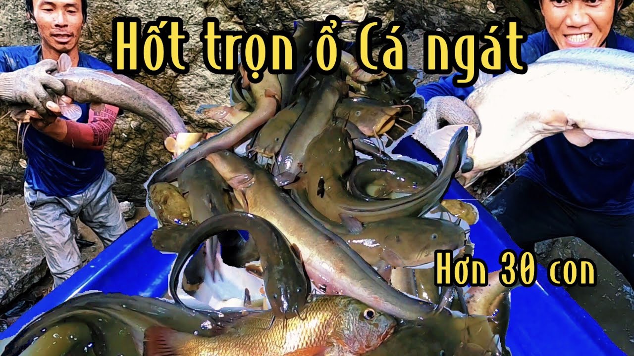 Hốt Trọn Ổ Cá Ngát Hơn 30 Con Lớn Nhỏ /Đạt Nguyễn Cần Giờ