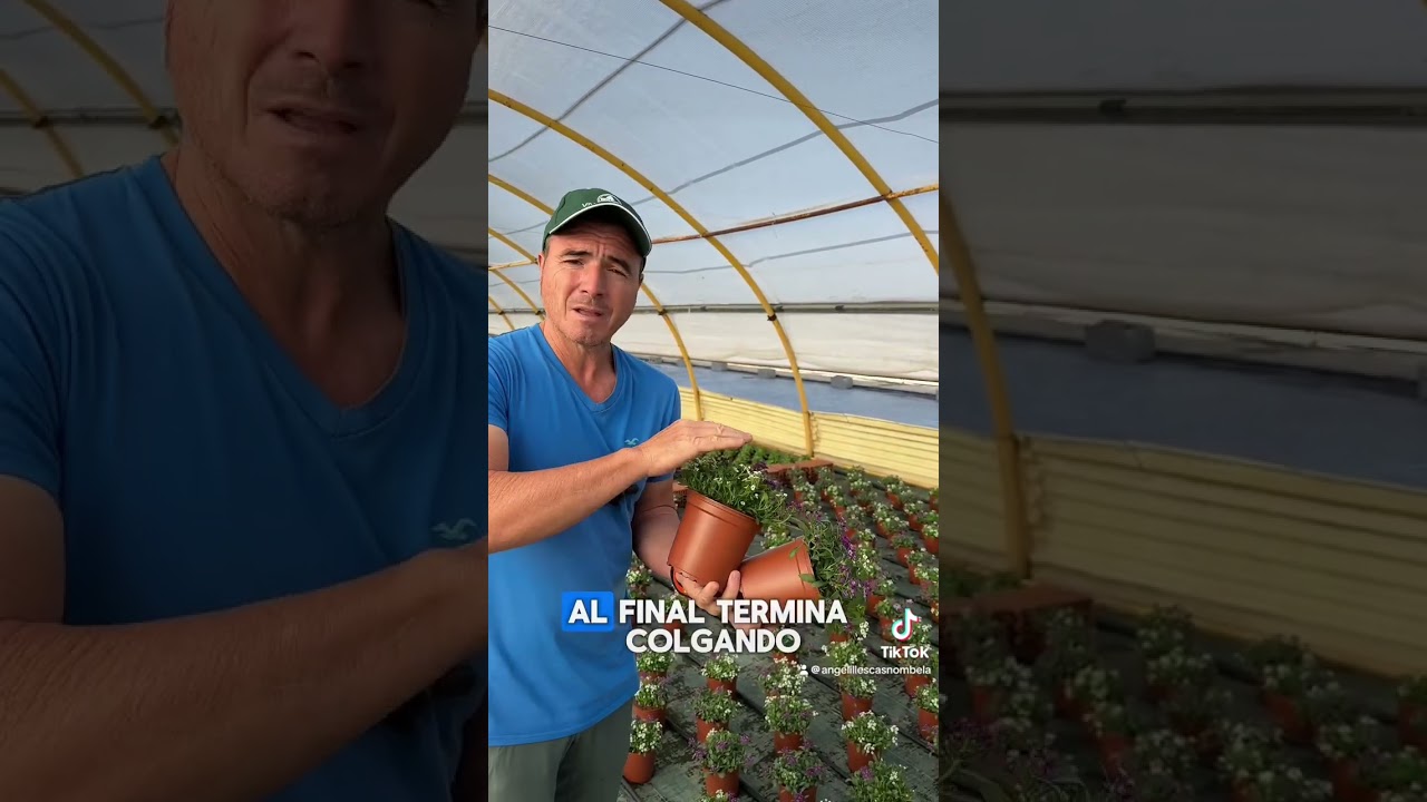 Cuidados del Alysun o lobularia mar&iacute;tima