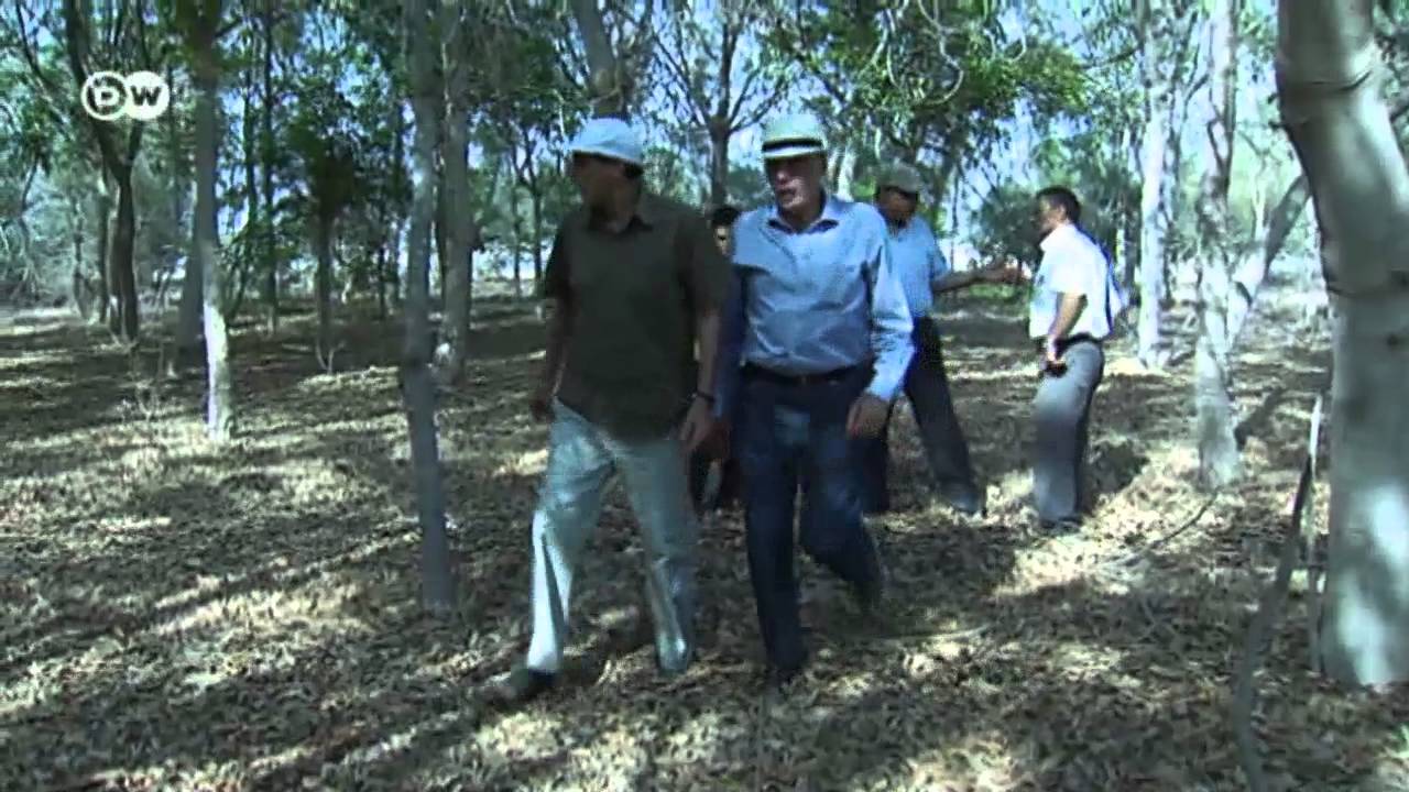 Egypt: The Amazing Forest in the Desert | Global 3000
