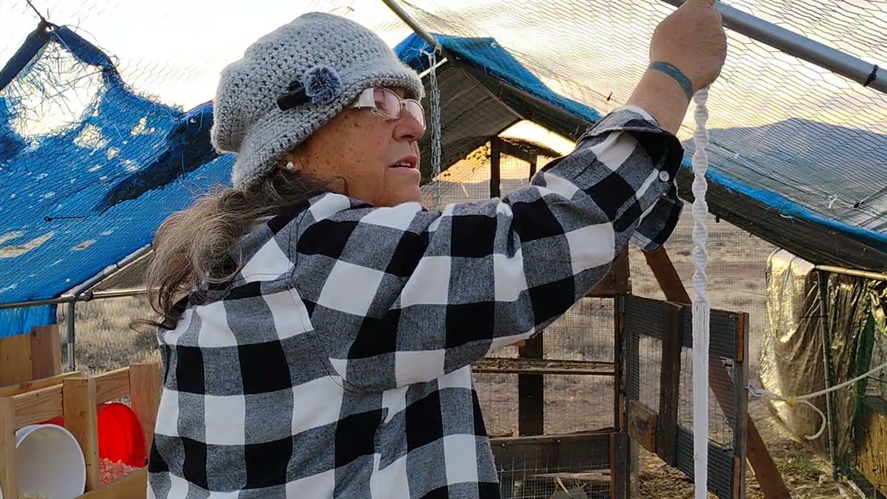 Swinging Chickens? - Jan, 31, 2026