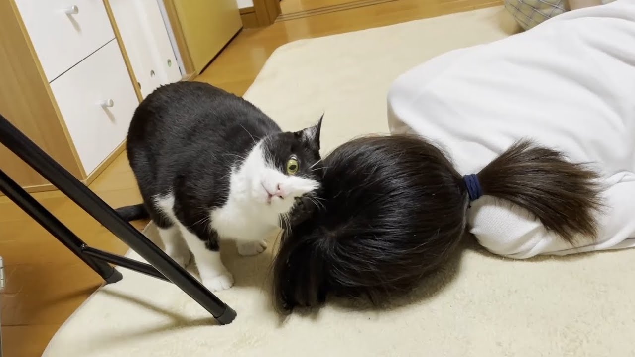 娘のことがめっちゃ気になる猫たち