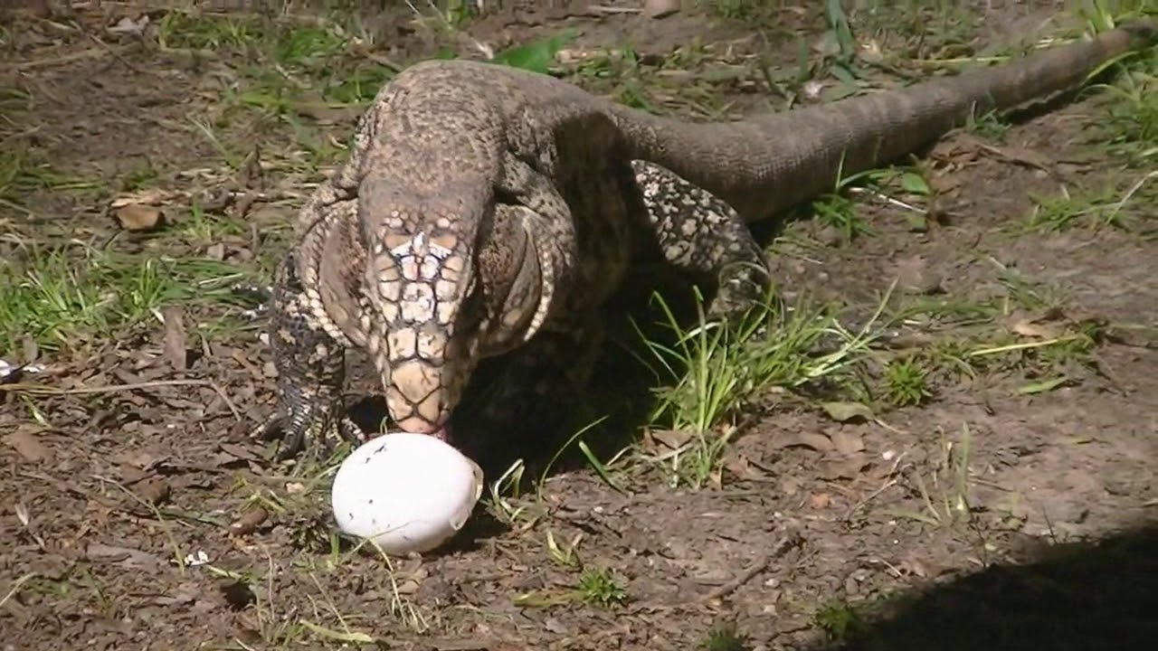 Iguana Salvator merianae Esperanza 2017