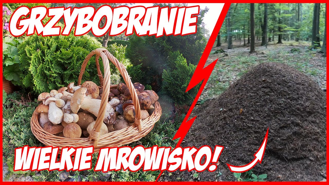 GRZYBOBRANIE Z JACAKAMI - wysyp prawdziwków, borowików i .....| VLOG #26