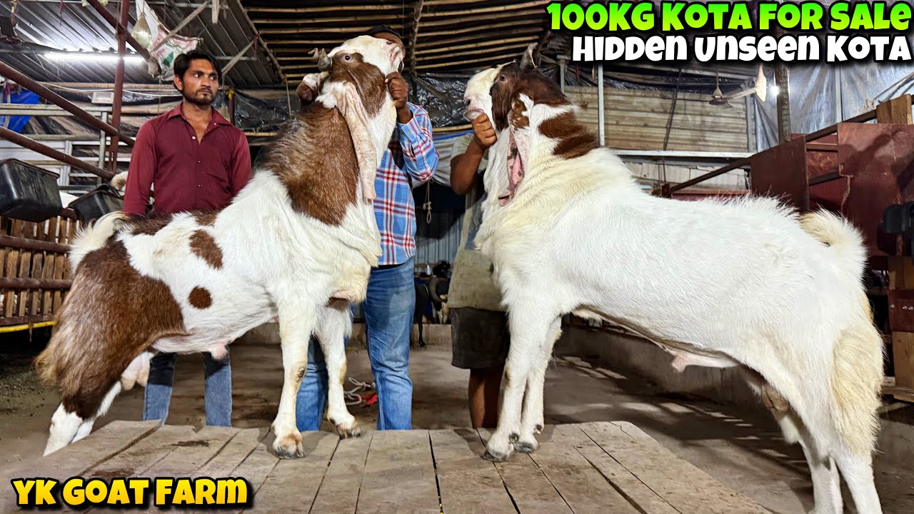 EXTRAORDINARY BIG KOTA Goats of KHALIL PAVANE YK Goat Farm For Sale