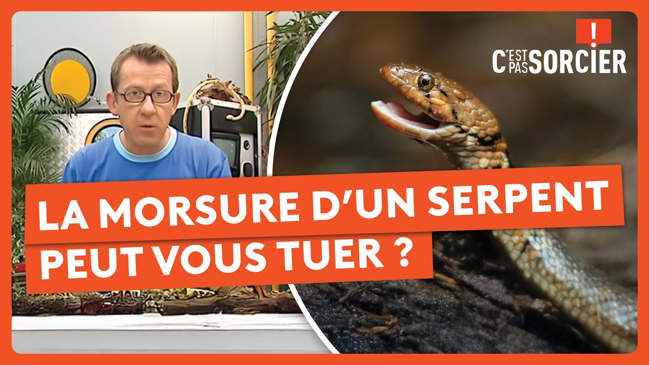 La morsure d’un serpent peut vous tuer ? - C'est pas sorcier