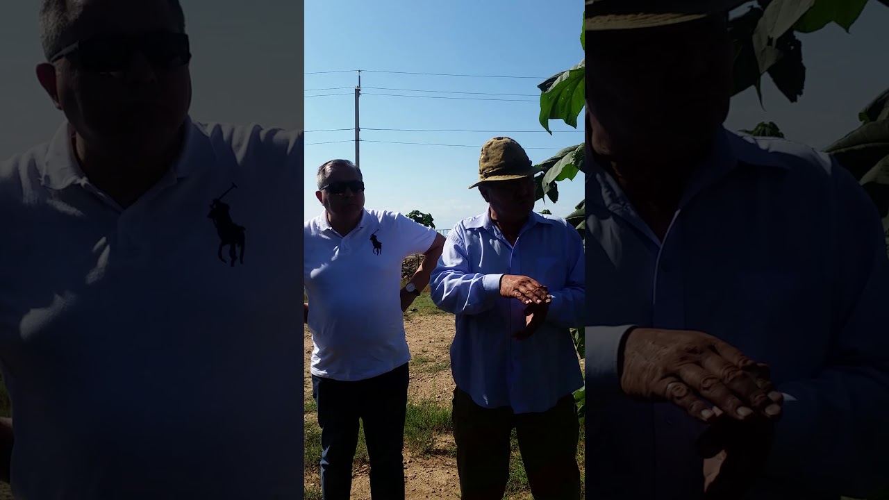 Павловния - дерево будущего