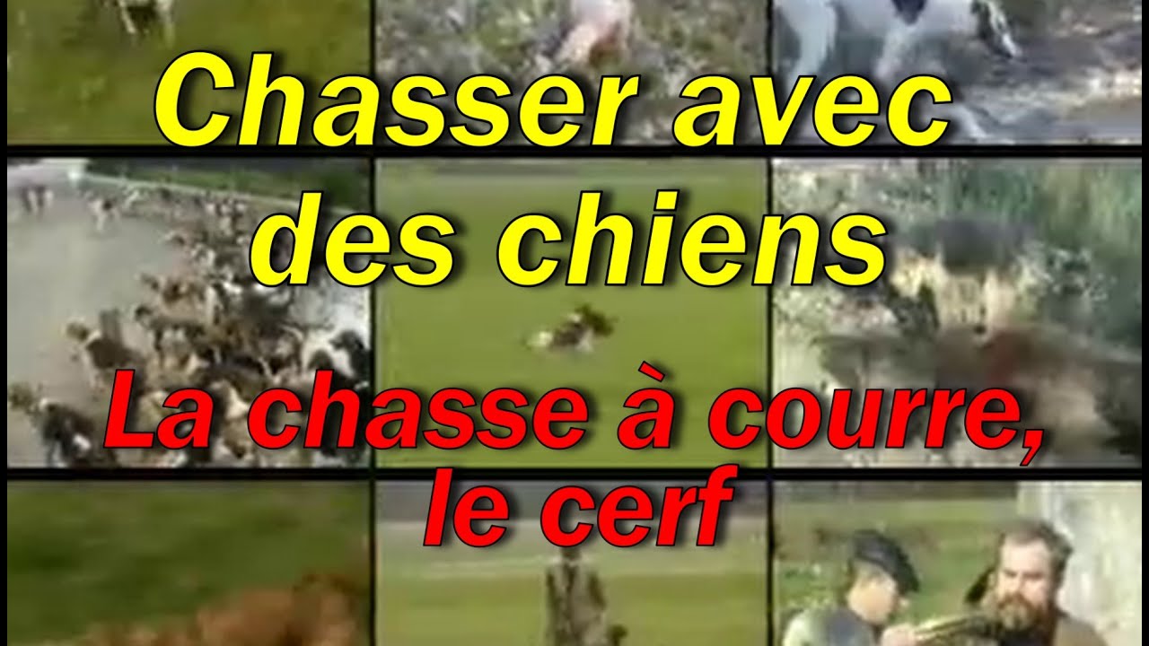 Chasser avec des chiens : La chasse a courre, le cerf