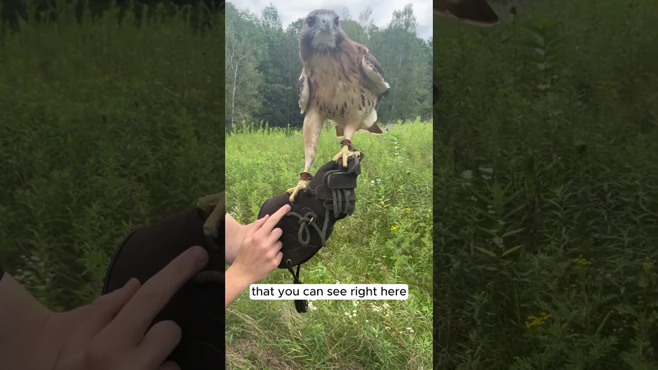 Red-tailed Hawk!