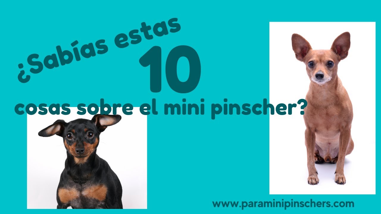 10 cosas sobre los pincher que no sabías🐕