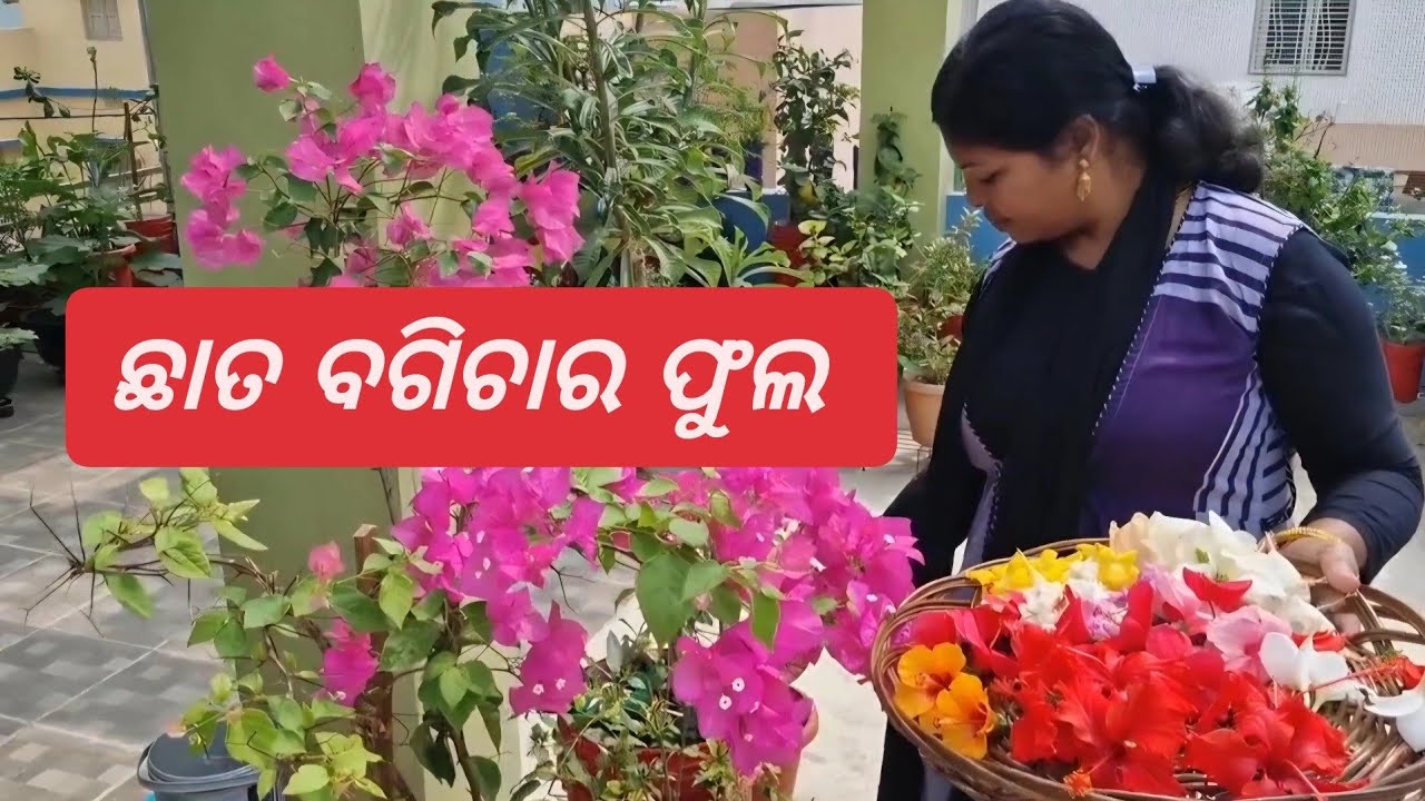 19 Marଛାତ ବଗିଚାର ବିଭିନ୍ନ ପ୍ରକାରର ଫୁଲ  |Chhat ke upar flower garden | flower from organic Gardening 