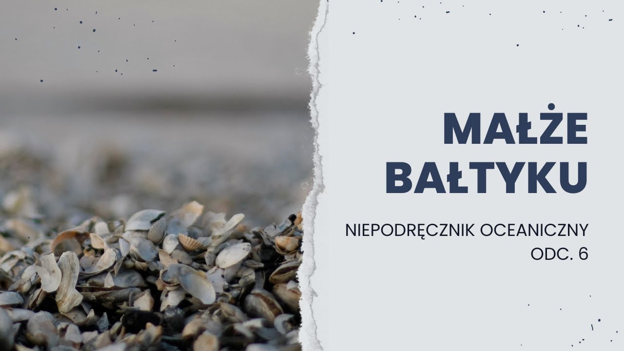 MUSZLE Z POLSKICH PLAŻ || Niepodręcznik Oceaniczny, odc. 6
