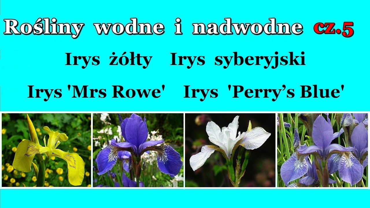 Rośliny wodne i nadwodne cz.5  Irys żółty, Irys syberyjski, I. Mrs Rowe,  I.  Perry’s Blue