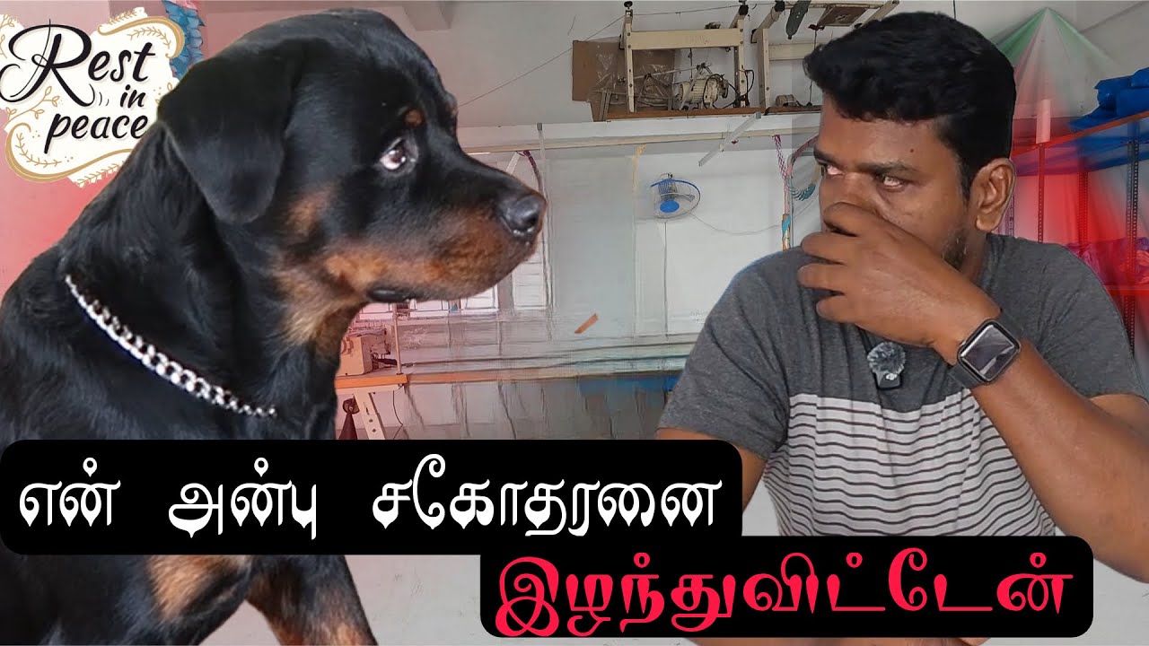 எனது ராம்போவை நான் இழந்துவிட்டேன் 😞