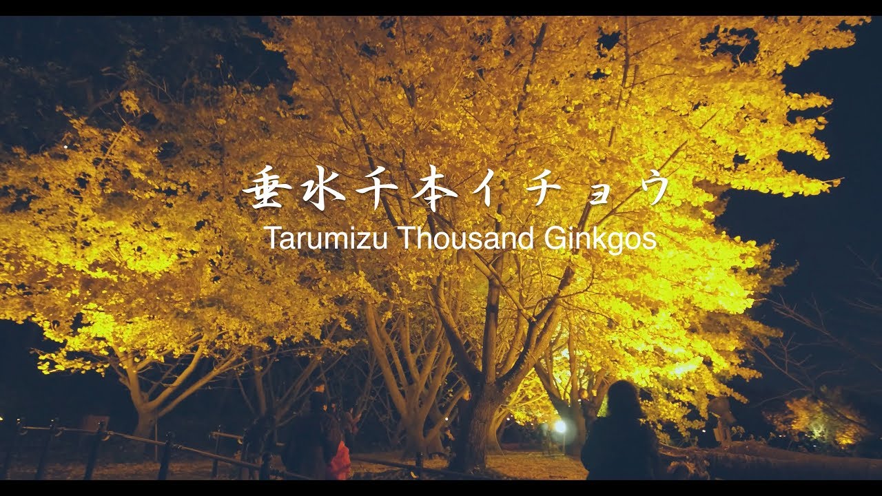 【4K】DJI OSMO　鹿児島県垂水市『垂水千本イチョウ』