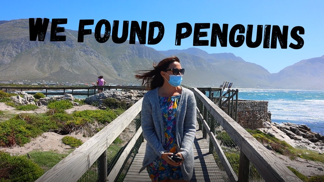 BETTY'S BAY TO CAPE TOWN l R44 Scenic Route l Western Cape l Our SA Vlog Ep6
